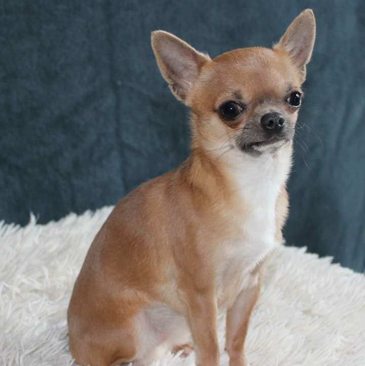 Les Chihuahua de l'affixe Des Petites Âmes D'Anubis