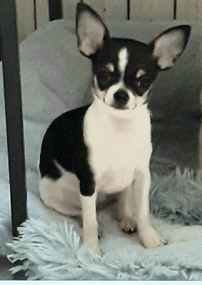 Des Petites Âmes D'Anubis - Chihuahua - Portée née le 08/05/2021