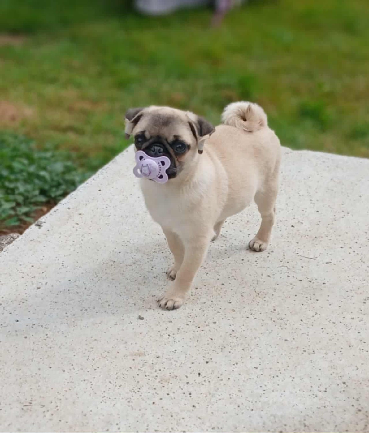 Petite carline disponible